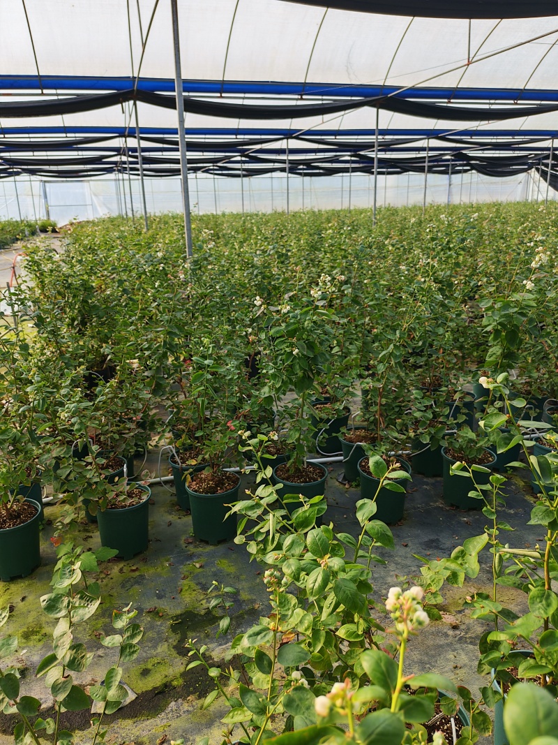 蓝莓盆栽1加仑，1.5加仑带花果，F6-L25