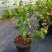 蓝莓盆栽1加仑，1.5加仑带花果，F6-L25