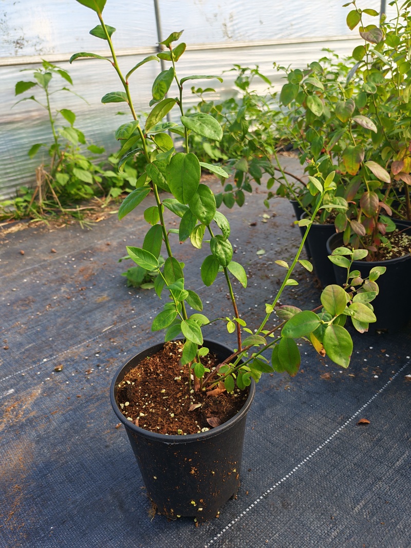 蓝莓盆栽1加仑，1.5加仑带花果，F6-L25