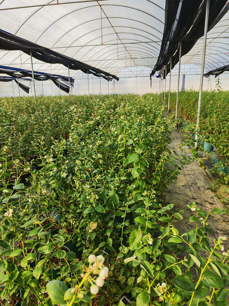 蓝莓盆栽1加仑，1.5加仑带花果，F6-L25