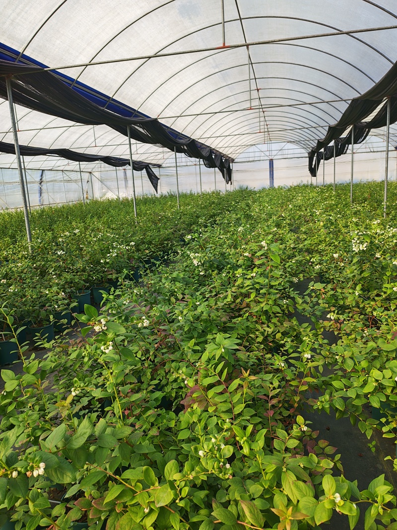 蓝莓盆栽1加仑，1.5加仑带花果，F6-L25
