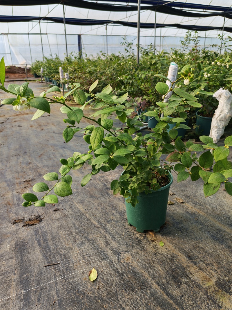 蓝莓盆栽1加仑，1.5加仑带花果，F6-L25