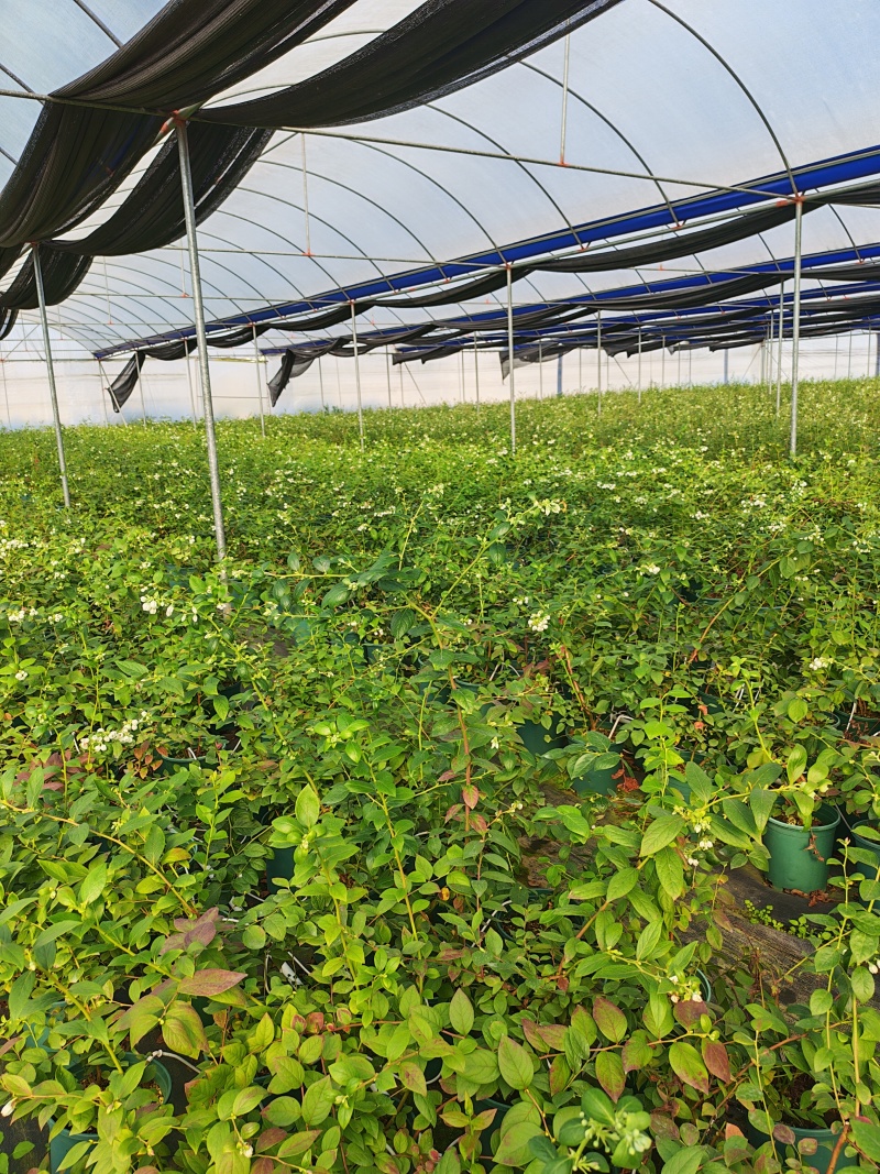 蓝莓盆栽1加仑，1.5加仑带花果，F6-L25