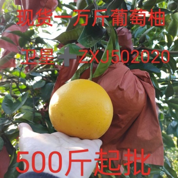 爆汁葡萄柚滞销，500斤起批。