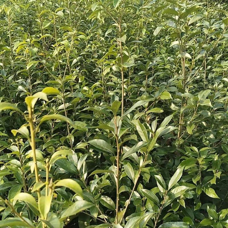 大量供应青冈栎杯苗、粗度0.5-1公分青冈栎，小苗，芽苗