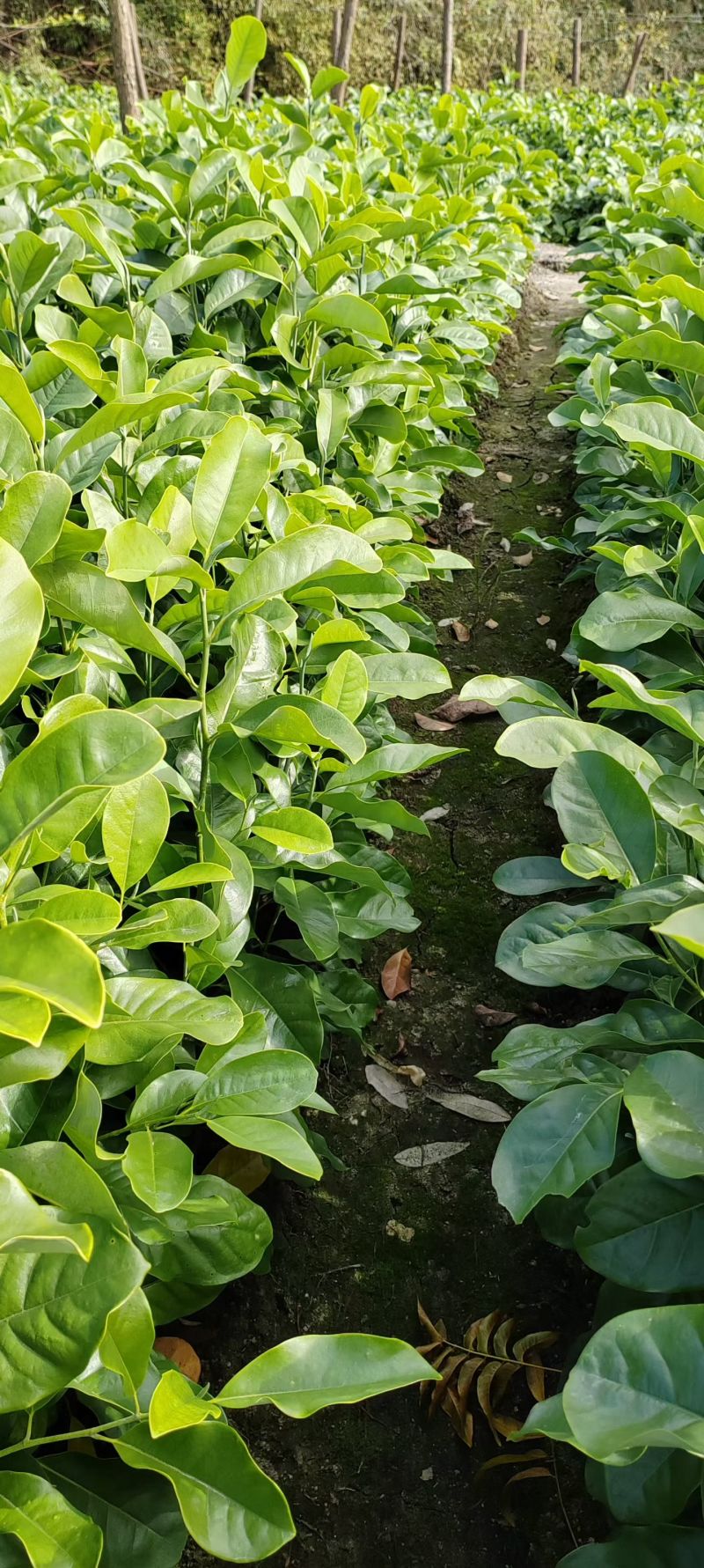 深山含笑杯苗，江西奉新张家苗木基地供应，含笑杯苗价格