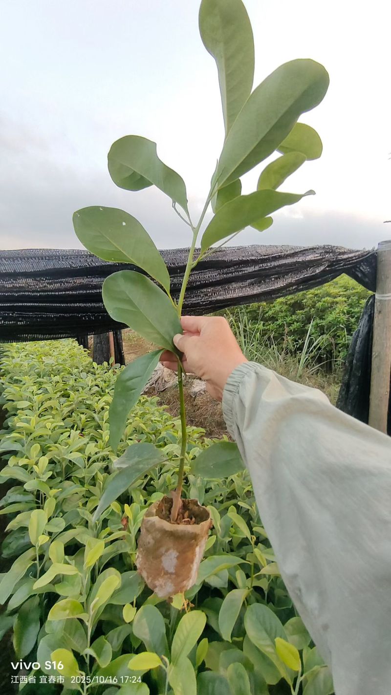 深山含笑杯苗，江西奉新张家苗木基地供应，含笑杯苗价格