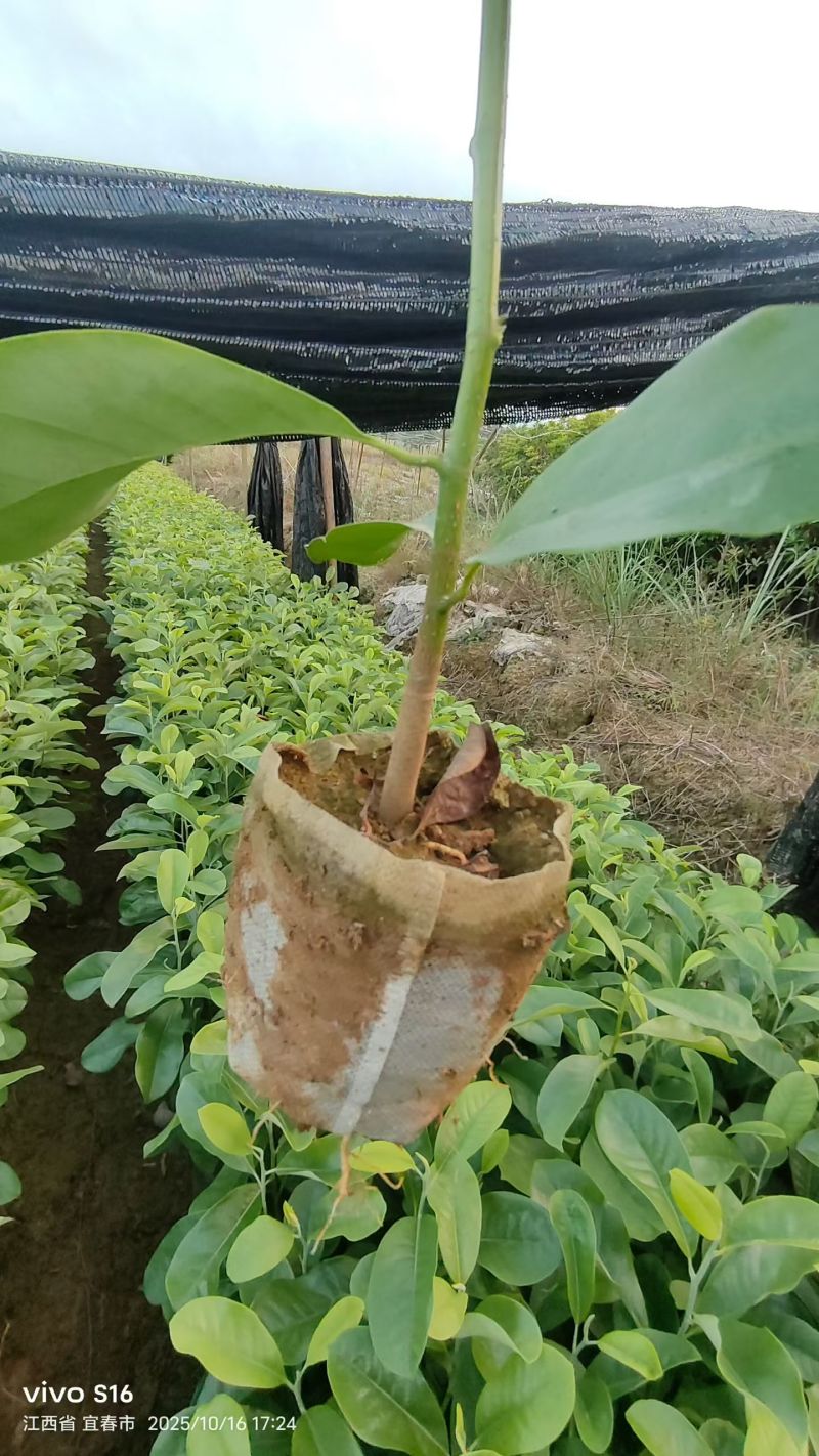 深山含笑杯苗，江西奉新张家苗木基地供应，含笑杯苗价格