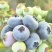 【精品F6蓝莓】山东莒县暖棚蓝莓新鲜上市诚信经营量大从优