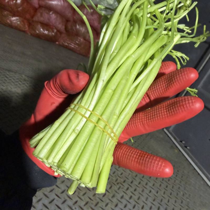 去根去叶苏北藜蒿芦蒿