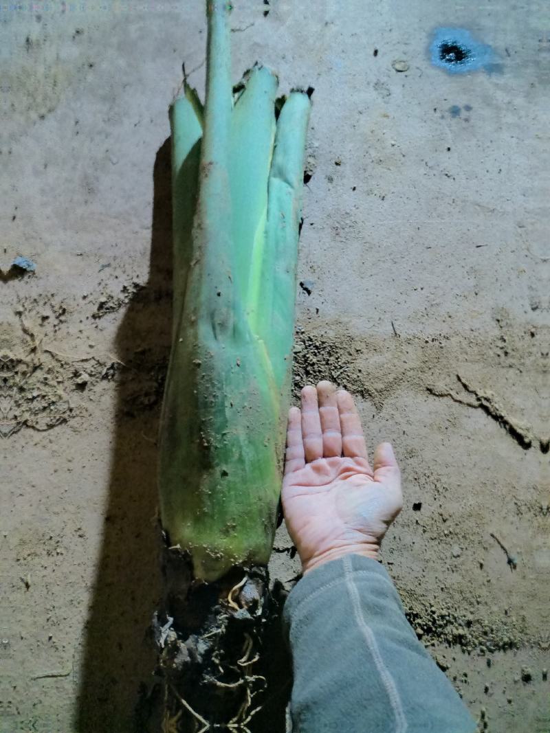 高钙香芋大量供应