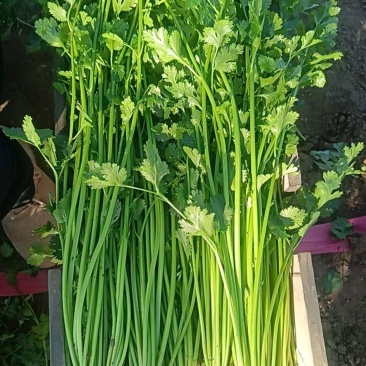 一级香菜45厘米到60厘米左右，品质好。成色好