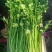 一级香菜45厘米到60厘米左右，品质好。成色好
