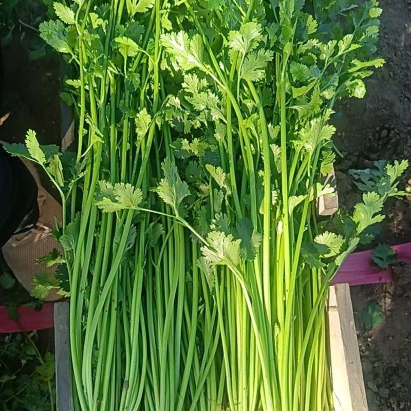一级香菜45厘米到60厘米左右，品质好。成色好