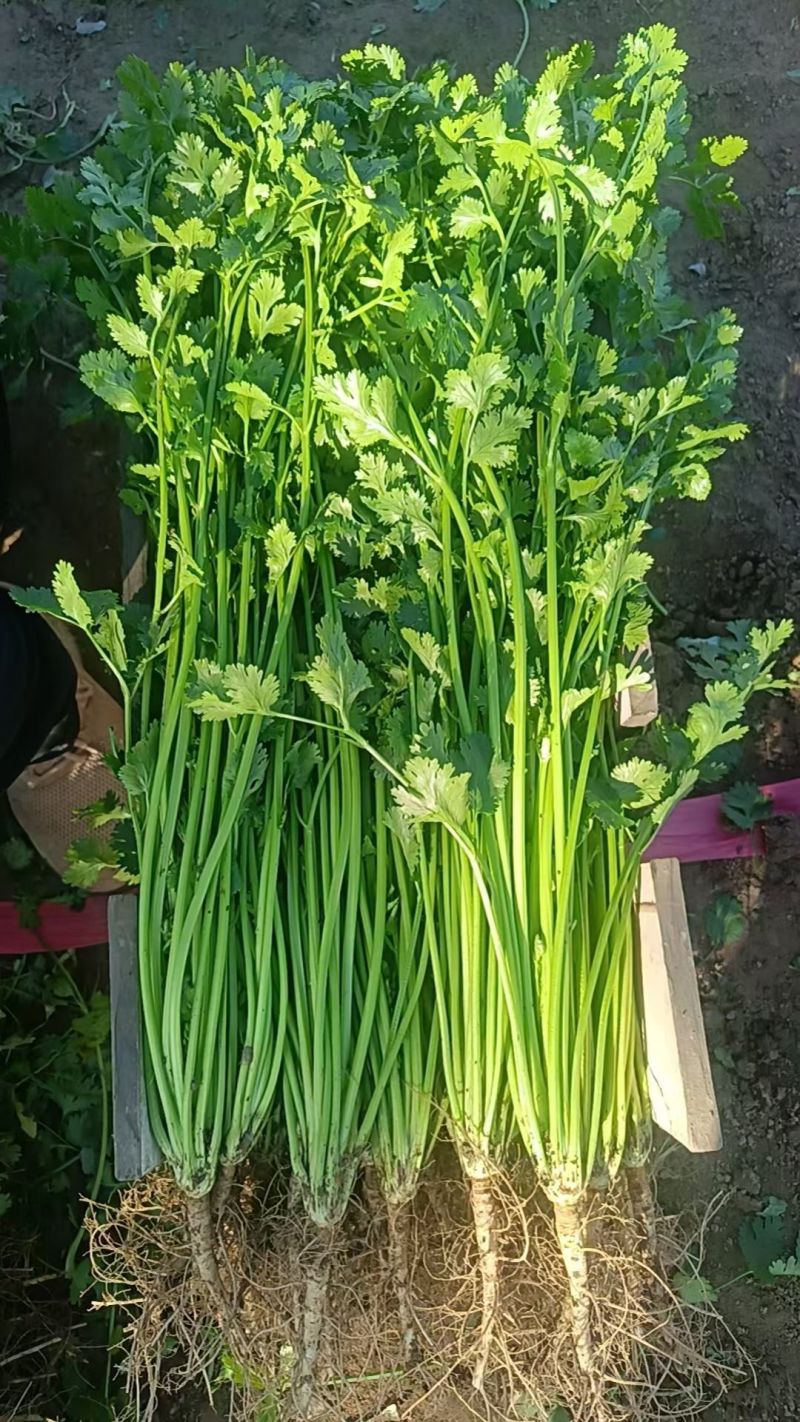 一级香菜45厘米到60厘米左右，品质好。成色好