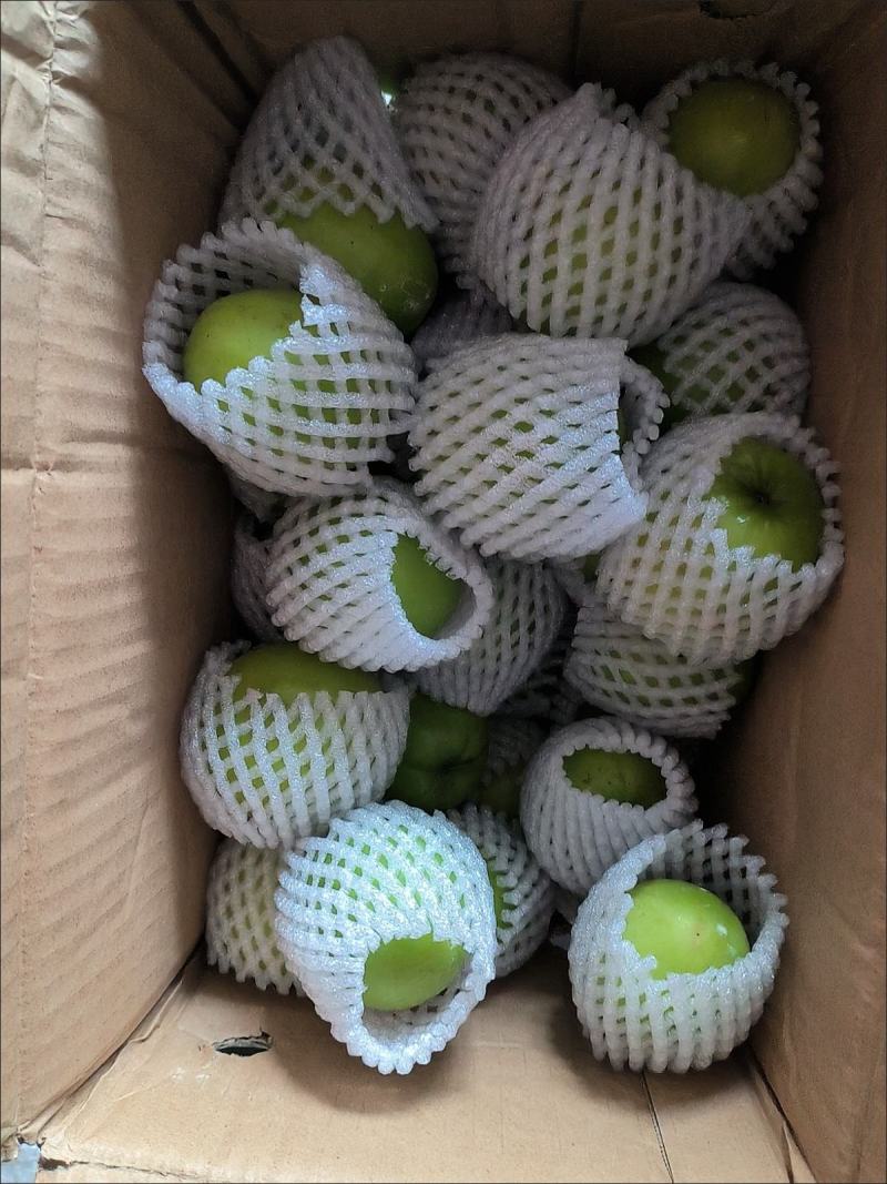 新鲜青枣，现摘牛奶枣大青枣水果包邮新鲜贵妃枣，包邮到家！