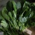 大棚菠菜