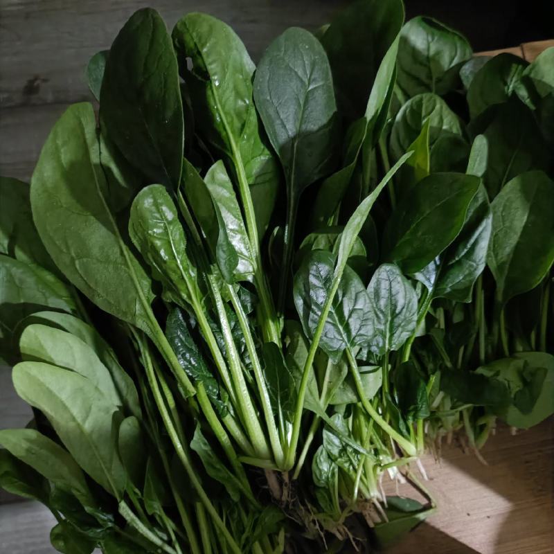 大棚菠菜