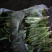 大棚菠菜