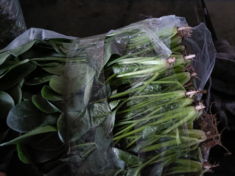 大棚菠菜