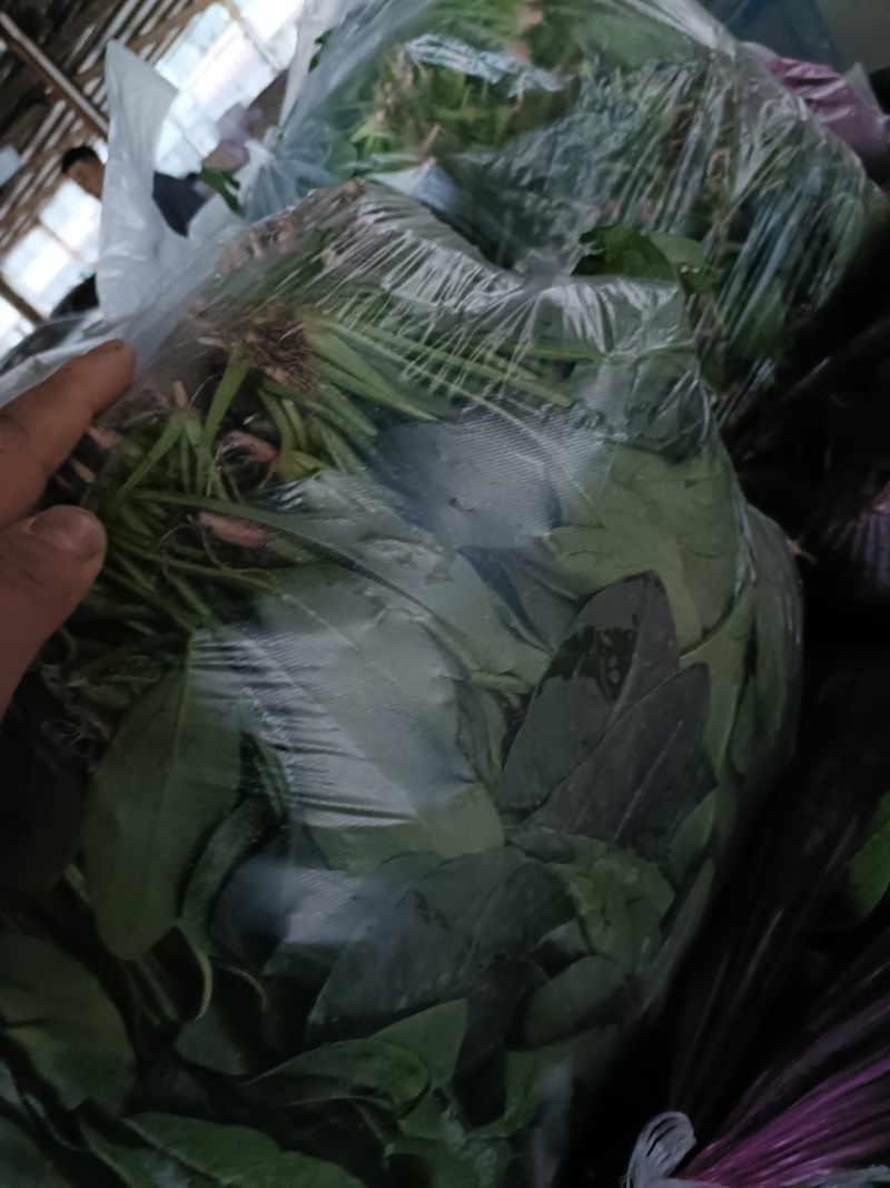 大棚菠菜