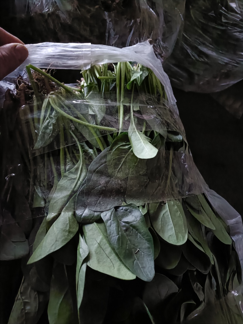大棚菠菜