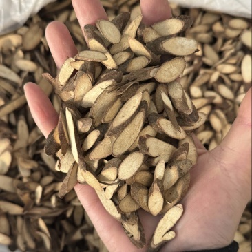 千斤拔一条根一头根冷背保庆药业批发