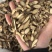 千斤拔一条根一头根冷背保庆药业批发