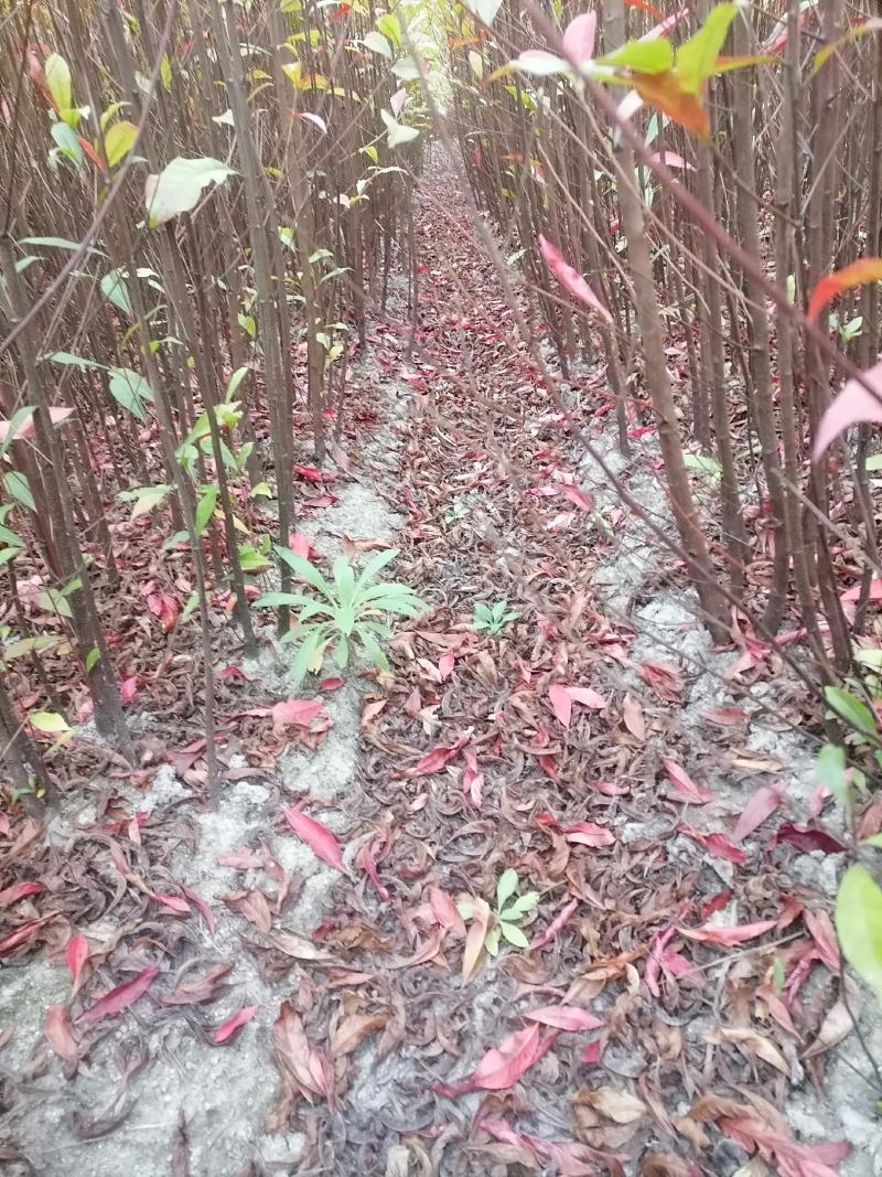 杜英苗、山杜英苗、杜英袋苗、江西宜春基地直供杜英苗，