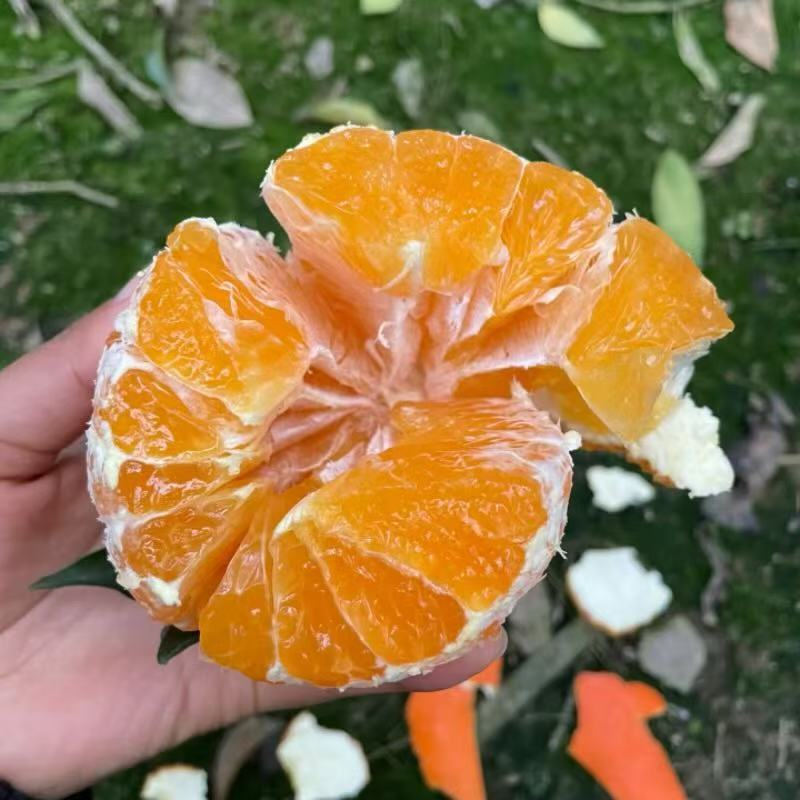 春见耙耙柑！专业一件代发！对接各大电商，团购，商超，市场