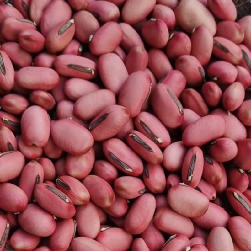 中药材红刀豆大刀豆子各种规格保质保量批发零售