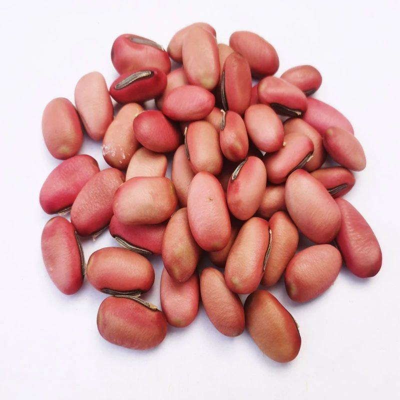 中药材红刀豆大刀豆子各种规格保质保量批发零售