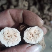 两年白术统货