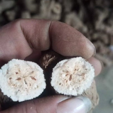 两年白术统货