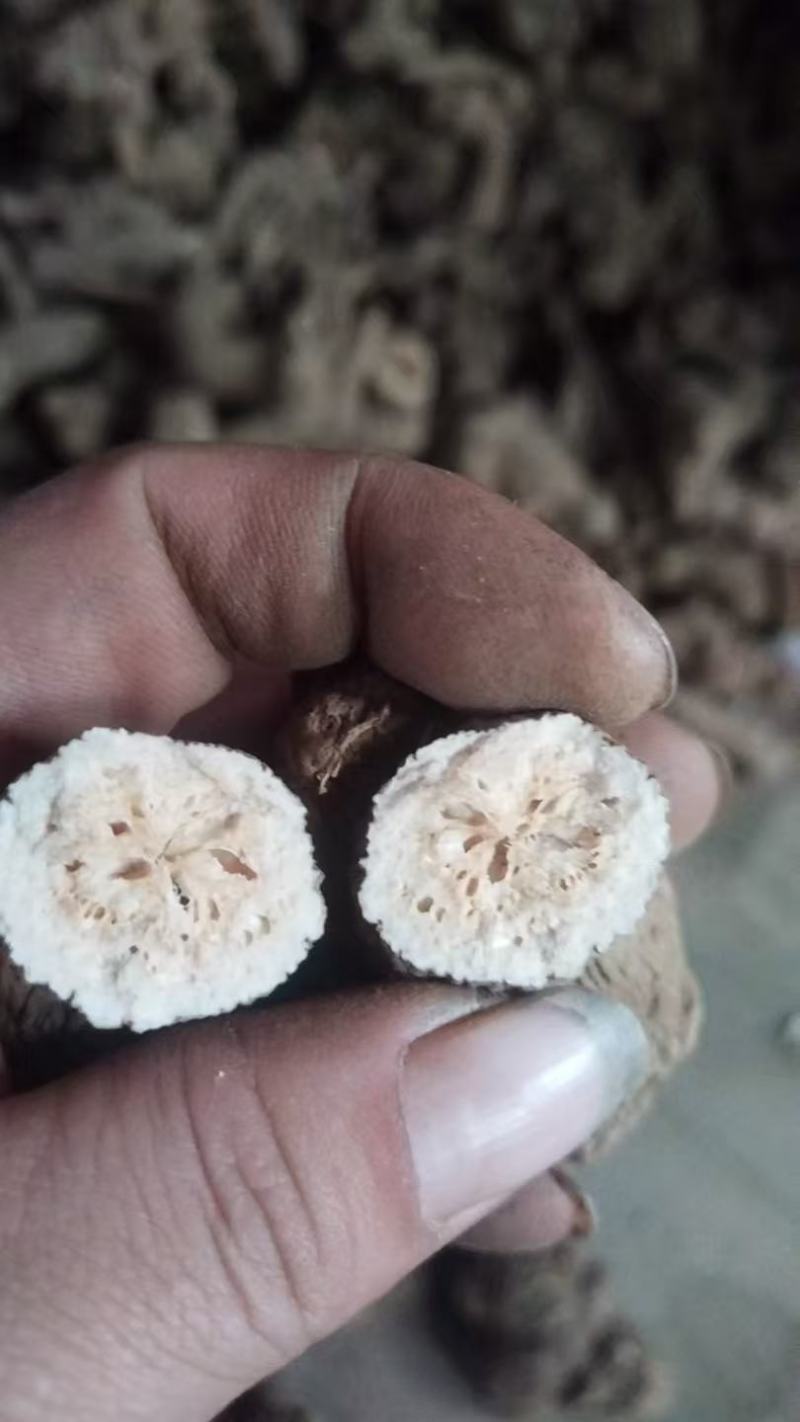 两年白术统货