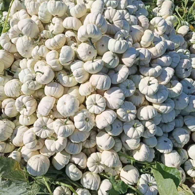网红**广西4万斤本土白贝贝出售，数量不多欢迎来电