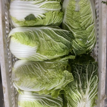 黄心白菜