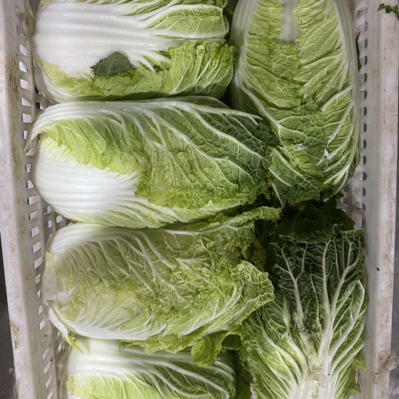 黄心白菜