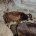 本地黄牛