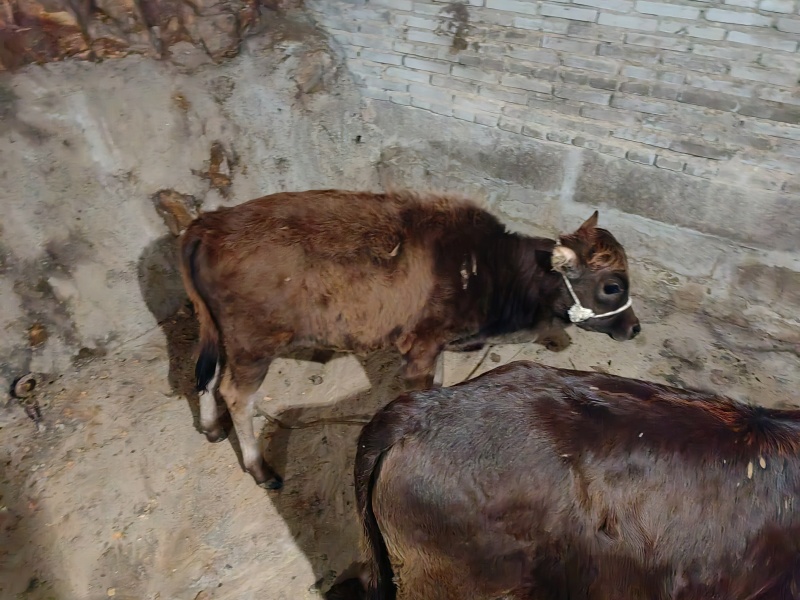 本地黄牛