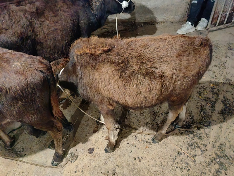 本地黄牛