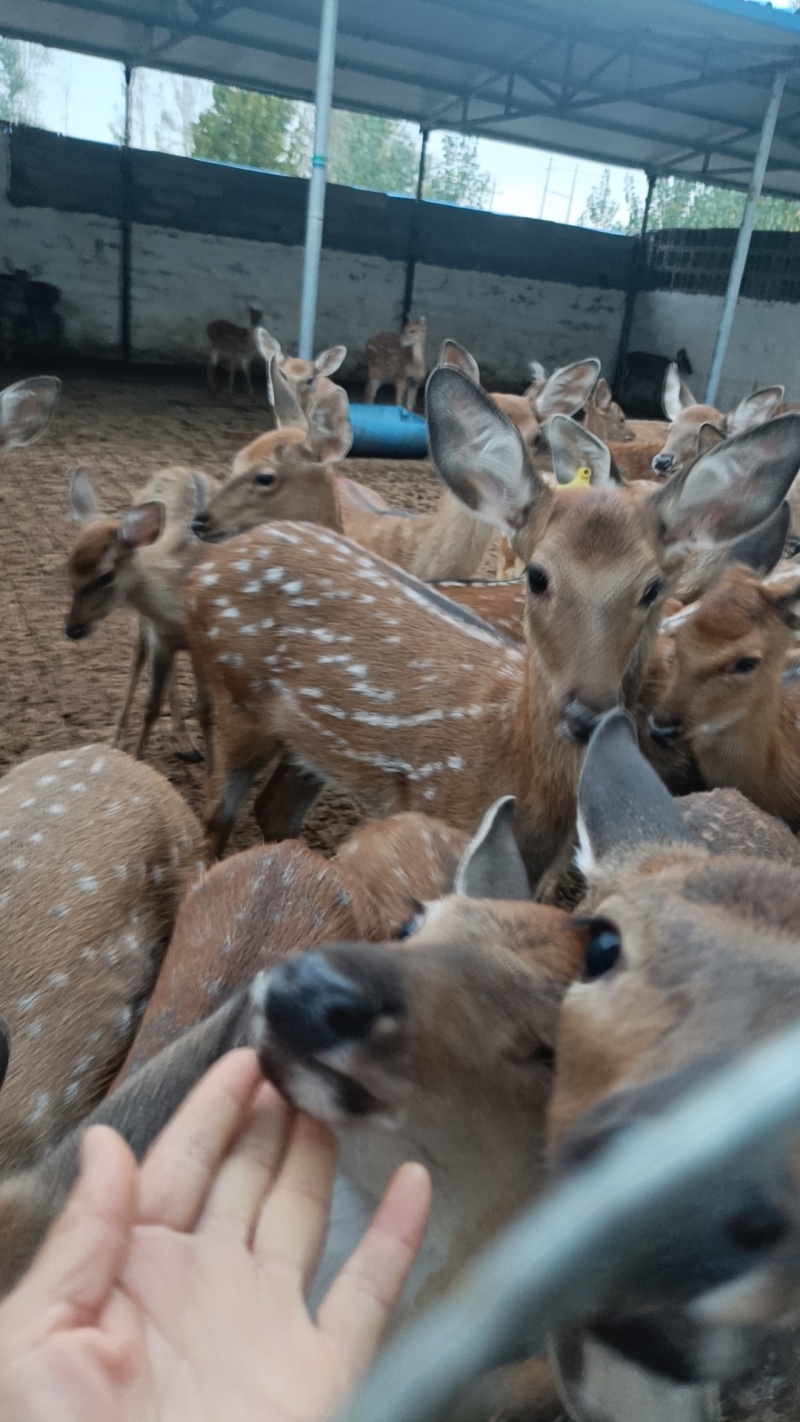 亲人梅花鹿宠物鹿从小人工喂养的梅花鹿互动性强投喂观赏景区