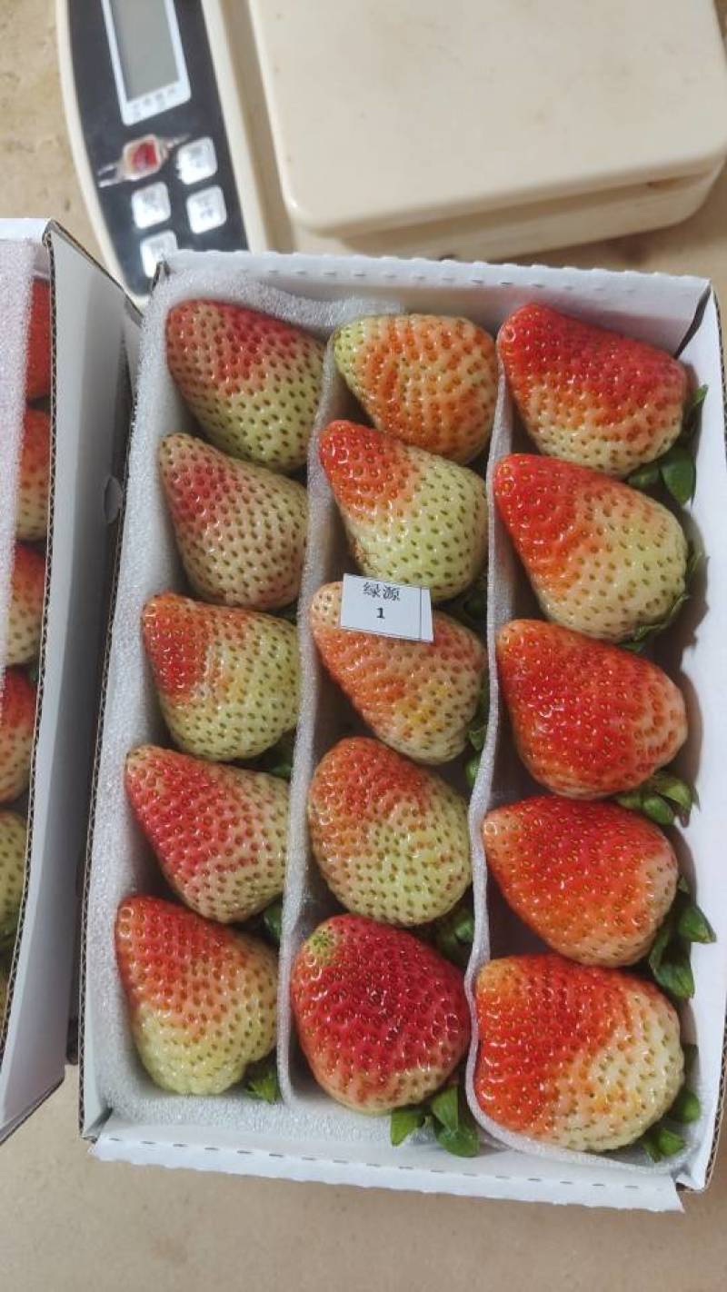 四川新鲜采摘草莓，颗颗饱满多汁，甜蜜直达舌尖！