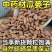 中药材瓜蒌仁瓜蒌子籽吊瓜子全瓜篓仁栝蒌籽各种规格批发零售