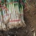 优质葱段大量现货供应需要的联系价格便宜货发全国各地