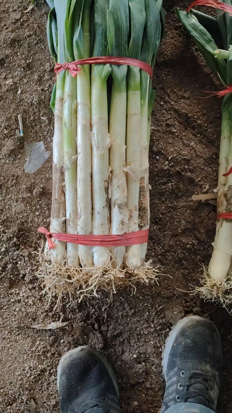 优质葱段大量现货供应需要的联系价格便宜货发全国各地