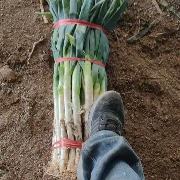 优质葱段大量现货供应需要的联系价格便宜货发全国各地