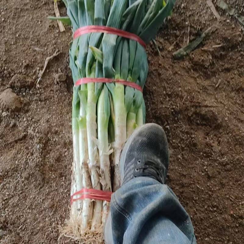 优质葱段大量现货供应需要的联系价格便宜货发全国各地