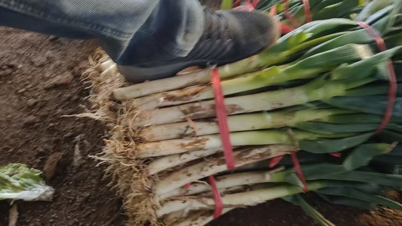 优质葱段大量现货供应需要的联系价格便宜货发全国各地