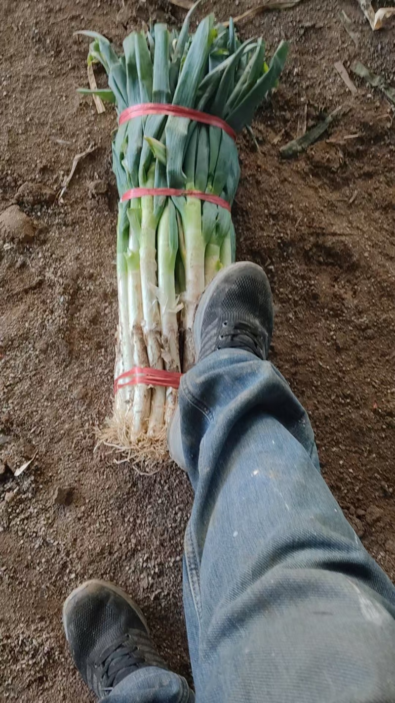 优质葱段大量现货供应需要的联系价格便宜货发全国各地